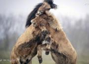 تصاویر دیدنی از اسب‌های ایسلندی