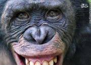 عکس/ شادی شامپانزه