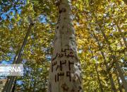 عکس/ زخم یادگاری بر اندام درختان