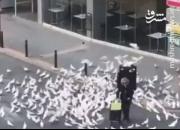 فیلم/ دردسرهای کرونا برای کبوترهای شهری!