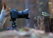 عکاسی سنجاب و یک پرنده