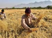 مصوبه مجلس برای حمایت از کشاورزان و تولیدکنندگان