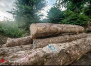 «قاچاق چوب» با خرید  قاطر ۱۵ میلیون تومانی!