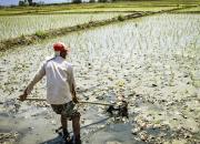 کشت برنج با استفاده از آب فاضلاب