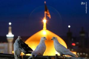 فیلم/ دلتنگی این روزهای مردم ایران برای حرم امام رضا