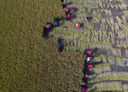 تصویری هوایی از کشت برنج
