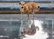 ۱۵ آمار جالب درباره ی گازگرفتن سگ ها در آمریکا