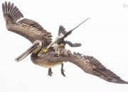 عکس/ سریع‌ترین پرنده جهان سوار بر پلیکان