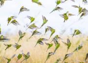 عکس/ پرواز هزاران طوطی در آسمان