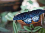 تشخیص سریع‌تر کرونا به کمک بال پروانه