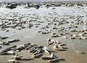 فیلم/ مرگ دردناک ماهی‌ها در تالاب هامون