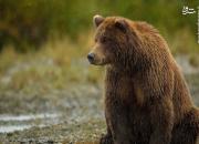 تصاویر دیدنی از زندگی خصوصی خرس مادر با دو توله‌اش
