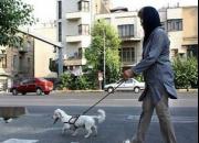  سگ‌گردان‌ها در اماکن عمومی بازداشت می‌شوند