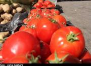 "گوجه" در عمده فروشی‌ها ۹ هزار تومان+ جدول