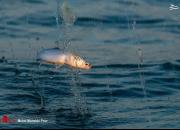 یک ماهی عجیب با ۲ دهان در تور بانوی صیاد! +عکس