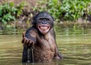 عکس/ آبتنی میمون خوش‌خنده
