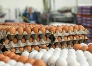 مشکل صادرات تخم مرغ ایران در مرزها حل شد