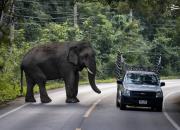 عکس/ قدم زدن فیل در جاده