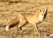 زیبایی توله روباه در تنگ صیاد +عکس
