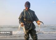 عکس/ صید ماهی استخوانی در سواحل مازندران