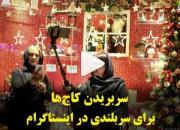 سربریدن کاج ها برای سربلندی در اینستاگرام +فیلم