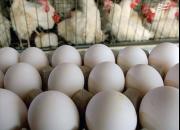 تولید تخم مرغ سال آینده به یک میلیون و ۱۰۰ هزار تن می‌رسد