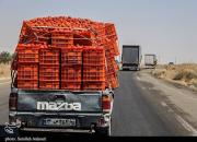 قیمت گوجه فرنگی به وضعیت عادی برگشت
