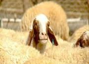 واقعیت ماجرای صادرات گوسفند زنده به قطر