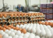 فیلم/ سودجویی در عرضه تخم‌مرغ بسته‌بندی