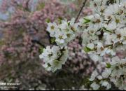 عکس/ شکوفه‌های بهاری در قم