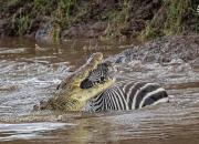 عکس/ رویارویی گورخرها با تمساح‌های گرسنه