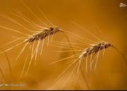 از افزایش میزان تولید گندم تا هشدار قیمت خرید تضمینی +جدول