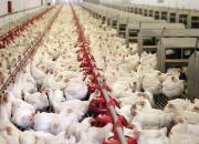 از تولید مازاد و صادرات مرغ به صف مرغ رسیدیم