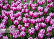 عکس/ جشنواره گل‌های لاله در اراک
