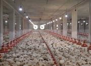 تورم ۳۳.۴ درصدی تولیدکننده برای مرغداری‌ها