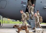انگلیسی‌ها ۲۰۰ سگ و گربه را از افغانستان بردند!