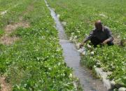 روایتی از کشاورزی در میدان مین را در مستند «بهشت بیابان» ببینید