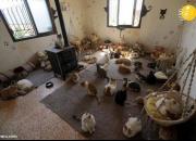 پناهگاه گربه‌های جنگ‌زده سوریه +عکس