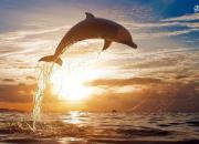 عکس/ شیرجه دیدنی دلفین در غروب آفتاب