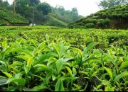 اعلام نرخ خرید چای و برخی اقلام کشاورزی