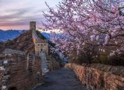 عکس/ شکوفه‌های بهاری در دیوار چین