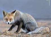 روباه زیبارو با رنگ موی خاص +عکس