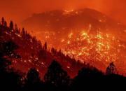 فیلم/ آتش‌سوزی عمدی جنگل‌ها