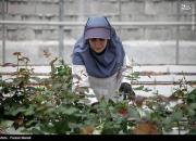 عکس/ نخستین گلخانه تمام ایرانی