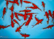 خطرات ماهی قرمز برای کودکان