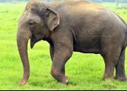 فیلم/ نجات فیل بازیگوش با بیل مکانیکی