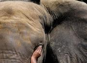 عکس/ مداوای چشم یک فیل در کراچی