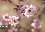 عکس/ شکوفه‌های بهاری در زمستان