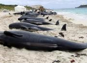 فیلم/ تلاش برای نجات نهنگ قاتل