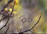 ابریشم عنکبوت به درمان سرطان کمک خواهد کرد؟